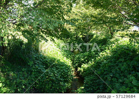 玉川上水　久我山周辺 57129684