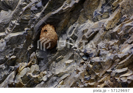 ハチの巣 ハチの巣 57129697