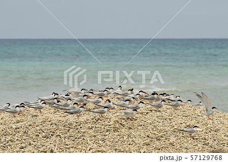 ベニアジサシ エリグロアジサシ 群れ コロニー 繁殖地 若鳥 幼鳥 渡り鳥 夏鳥 水鳥 海鳥 ベニアジサシ エリグロアジサシ 群れ コロニー 繁殖地 若鳥 幼鳥 渡り鳥 夏鳥 水鳥 海鳥 57129768