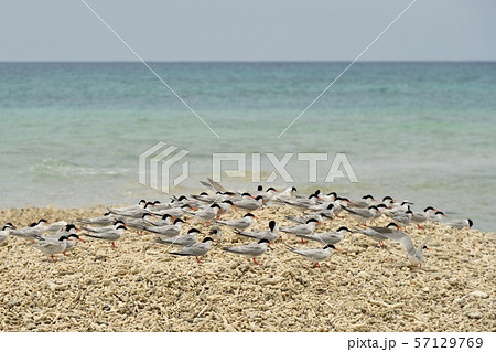 ベニアジサシ エリグロアジサシ 群れ コロニー 繁殖地 若鳥 幼鳥 渡り鳥 夏鳥 水鳥 海鳥 ベニアジサシ エリグロアジサシ 群れ コロニー 繁殖地 若鳥 幼鳥 渡り鳥 夏鳥 水鳥 海鳥 57129769