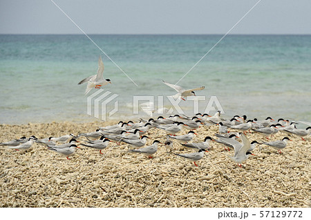 ベニアジサシ エリグロアジサシ 群れ コロニー 繁殖地 若鳥 幼鳥 渡り鳥 夏鳥 水鳥 海鳥 ベニアジサシ エリグロアジサシ 群れ コロニー 繁殖地 若鳥 幼鳥 渡り鳥 夏鳥 水鳥 海鳥 57129772