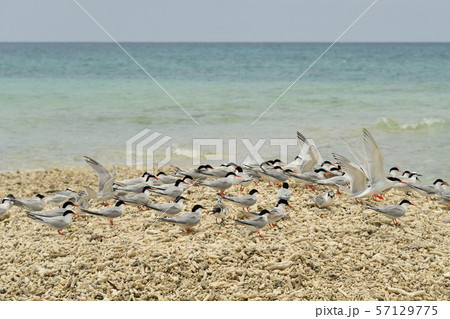 ベニアジサシ　エリグロアジサシ　群れ　コロニー　繁殖地　若鳥　幼鳥　渡り鳥　夏鳥　水鳥　海鳥 57129775