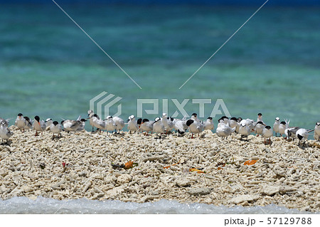 ベニアジサシ エリグロアジサシ 群れ コロニー 繁殖地 若鳥 幼鳥 渡り鳥 夏鳥 水鳥 海鳥 ベニアジサシ エリグロアジサシ 群れ コロニー 繁殖地 若鳥 幼鳥 渡り鳥 夏鳥 水鳥 海鳥 57129788