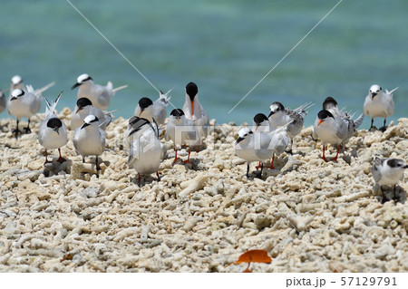 ベニアジサシ　エリグロアジサシ　群れ　コロニー　繁殖地　若鳥　幼鳥　渡り鳥　夏鳥　水鳥　海鳥 57129791