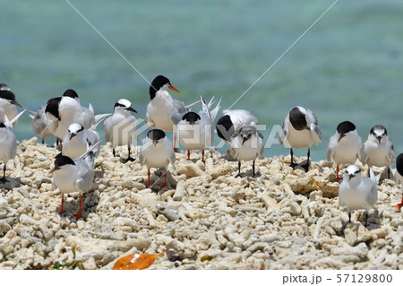 ベニアジサシ　エリグロアジサシ　群れ　コロニー　繁殖地　若鳥　幼鳥　渡り鳥　夏鳥　水鳥　海鳥 57129800