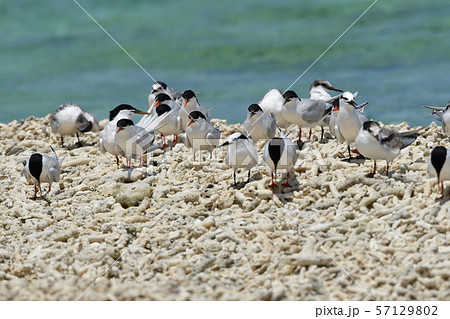 ベニアジサシ　エリグロアジサシ　群れ　コロニー　繁殖地　若鳥　幼鳥　渡り鳥　夏鳥　水鳥　海鳥 57129802
