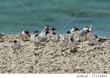 ベニアジサシ　エリグロアジサシ　群れ　コロニー　繁殖地　若鳥　幼鳥　渡り鳥　夏鳥　水鳥　海鳥 57129803