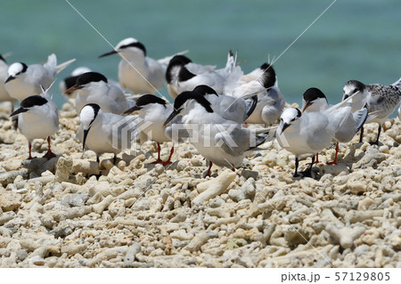 ベニアジサシ　エリグロアジサシ　群れ　コロニー　繁殖地　若鳥　幼鳥　渡り鳥　夏鳥　水鳥　海鳥 57129805