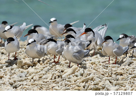 ベニアジサシ　エリグロアジサシ　群れ　コロニー　繁殖地　若鳥　幼鳥　渡り鳥　夏鳥　水鳥　海鳥 57129807
