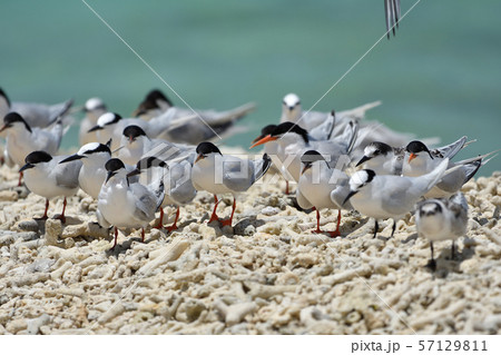 ベニアジサシ　エリグロアジサシ　群れ　コロニー　繁殖地　若鳥　幼鳥　渡り鳥　夏鳥　水鳥　海鳥 57129811