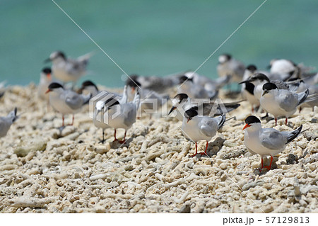 ベニアジサシ エリグロアジサシ 群れ コロニー 繁殖地 若鳥 幼鳥 渡り鳥 夏鳥 水鳥 海鳥 ベニアジサシ エリグロアジサシ 群れ コロニー 繁殖地 若鳥 幼鳥 渡り鳥 夏鳥 水鳥 海鳥 57129813