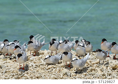 ベニアジサシ エリグロアジサシ 群れ コロニー 繁殖地 若鳥 幼鳥 渡り鳥 夏鳥 水鳥 海鳥 ベニアジサシ エリグロアジサシ 群れ コロニー 繁殖地 若鳥 幼鳥 渡り鳥 夏鳥 水鳥 海鳥 57129827