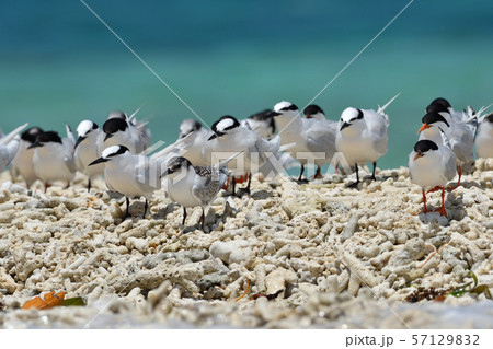 ベニアジサシ エリグロアジサシ 群れ コロニー 繁殖地 若鳥 幼鳥 渡り鳥 夏鳥 水鳥 海鳥 ベニアジサシ エリグロアジサシ 群れ コロニー 繁殖地 若鳥 幼鳥 渡り鳥 夏鳥 水鳥 海鳥 57129832