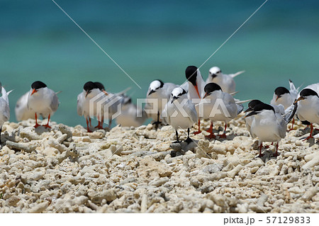 ベニアジサシ エリグロアジサシ 群れ コロニー 繁殖地 若鳥 幼鳥 渡り鳥 夏鳥 水鳥 海鳥 ベニアジサシ エリグロアジサシ 群れ コロニー 繁殖地 若鳥 幼鳥 渡り鳥 夏鳥 水鳥 海鳥 57129833