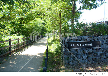 玉川上水緑道　久我山周辺 57129843