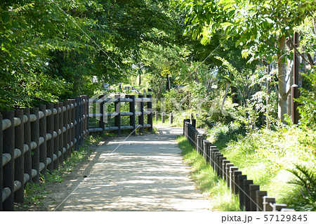 玉川上水緑道 久我山周辺 玉川上水緑道 久我山周辺 57129845