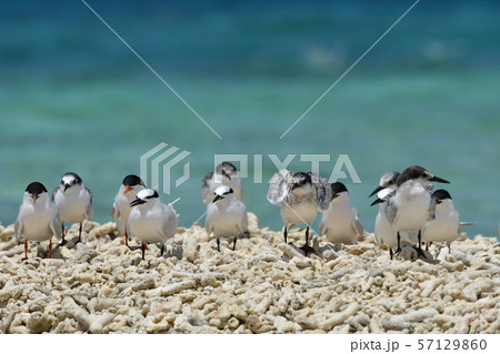 ベニアジサシ　エリグロアジサシ　群れ　コロニー　繁殖地　若鳥　幼鳥　渡り鳥　夏鳥　水鳥　海鳥 57129860