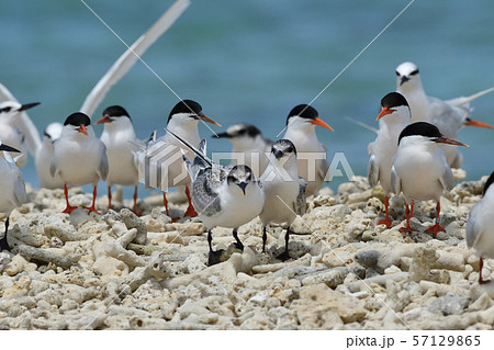 ベニアジサシ　エリグロアジサシ　群れ　コロニー　繁殖地　若鳥　幼鳥　渡り鳥　夏鳥　水鳥　海鳥 57129865