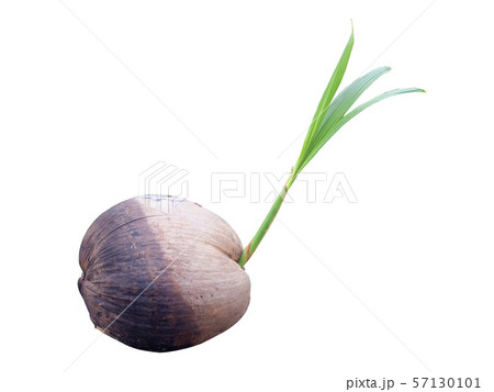 Sprout of coconut tree isolated on white Sprout of coconut tree isolated on white 57130101