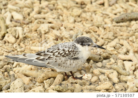 ベニアジサシ　幼鳥　若鳥　1匹　1羽　Roseate Tern　夏鳥　海鳥　水鳥　コロニー　繁殖地 57130507