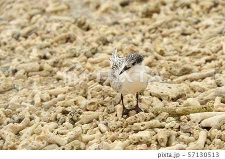 ベニアジサシ　幼鳥　若鳥　1匹　1羽　Roseate Tern　夏鳥　海鳥　水鳥　コロニー　繁殖地 57130513