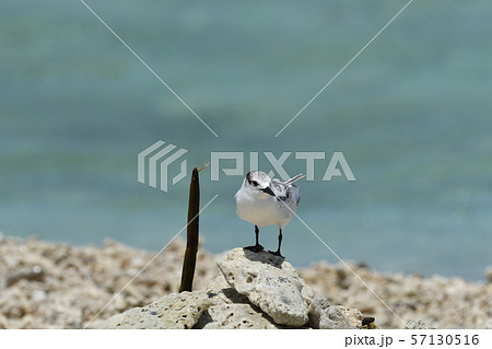 エリグロアジサシ　Black-naped tern　若鳥　幼鳥　繁殖地　コロニー　1羽　一羽　1匹 57130516