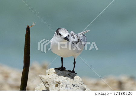 エリグロアジサシ　Black-naped tern　若鳥　幼鳥　繁殖地　コロニー　1羽　一羽　1匹 57130520