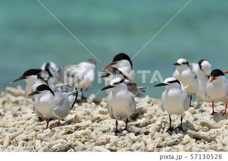 エリグロアジサシ　Black-naped tern　ベニアジサシ　Roseate Tern　繁殖地 57130526