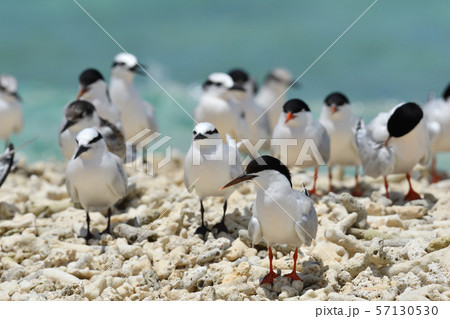 エリグロアジサシ　Black-naped tern　ベニアジサシ　Roseate Tern　繁殖地 57130530