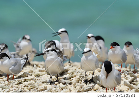 エリグロアジサシ　Black-naped tern　ベニアジサシ　Roseate Tern　繁殖地 57130531