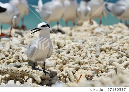 エリグロアジサシ Black-naped tern ベニアジサシ Roseate Tern 繁殖地 エリグロアジサシ Black-naped tern ベニアジサシ Roseate Tern 繁殖地 57130537