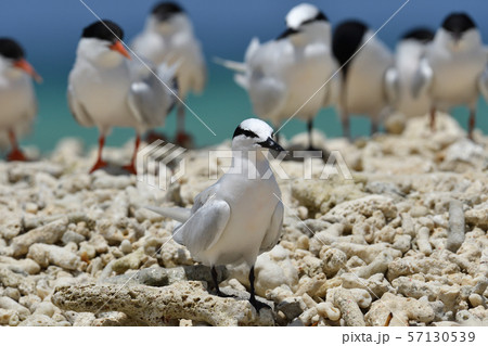 エリグロアジサシ　Black-naped tern　ベニアジサシ　Roseate Tern　繁殖地 57130539