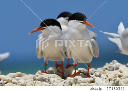 エリグロアジサシ Black-naped tern ベニアジサシ Roseate Tern 繁殖地 エリグロアジサシ Black-naped tern ベニアジサシ Roseate Tern 繁殖地 57130541