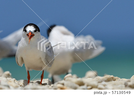 エリグロアジサシ　Black-naped tern　ベニアジサシ　Roseate Tern　繁殖地 57130549