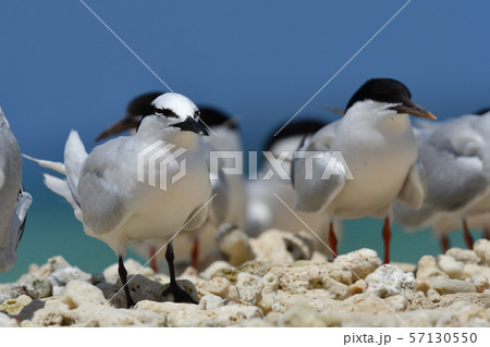 エリグロアジサシ Black-naped tern ベニアジサシ Roseate Tern 繁殖地 エリグロアジサシ Black-naped tern ベニアジサシ Roseate Tern 繁殖地 57130550