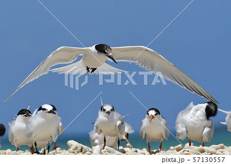 エリグロアジサシ　Black-naped tern　ベニアジサシ　Roseate Tern　繁殖地 57130557