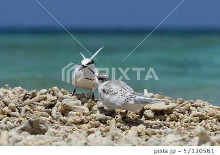 エリグロアジサシ　Black-naped tern　ベニアジサシ　Roseate Tern　繁殖地 57130561
