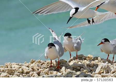 エリグロアジサシ　Black-naped tern　ベニアジサシ　Roseate Tern　繁殖地 57130563