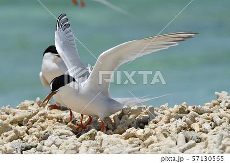 エリグロアジサシ　Black-naped tern　ベニアジサシ　Roseate Tern　繁殖地 57130565