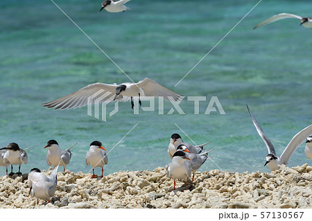 エリグロアジサシ　Black-naped tern　ベニアジサシ　Roseate Tern　繁殖地 57130567