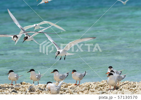 エリグロアジサシ Black-naped tern ベニアジサシ Roseate Tern 繁殖地 エリグロアジサシ Black-naped tern ベニアジサシ Roseate Tern 繁殖地 57130570