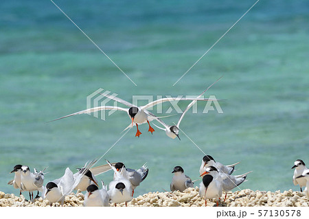 エリグロアジサシ　Black-naped tern　ベニアジサシ　Roseate Tern　繁殖地 57130578