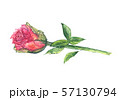 Watercolor hand drawn pink rose isolated on white background. 57130794