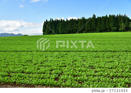 北海道乙部町で秋ダイコンが育ってきたダイコン畑の夏の風景を撮影 57131433