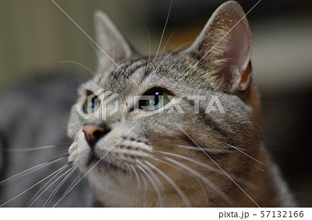 サバトラ猫 57132166