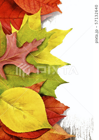 Frame of Autumn Leafs Frame of Autumn Leafs 57132640
