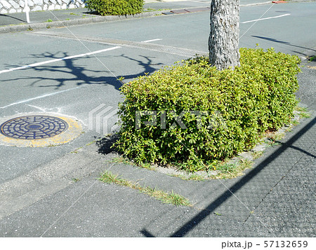 街路樹と歩道 街路樹と歩道 57132659