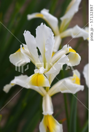 Turkish iris Turkish iris 57132897