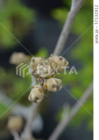 Witch Hazel Diane 57132912