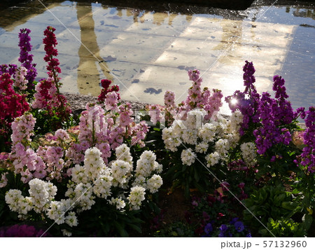 花壇 鶏頭 ケイトウの写真素材